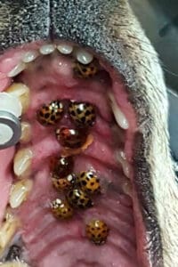 Asian Bugs in you Dogs Mouth?