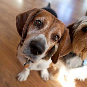 Mastering Doggy Playdates: A Guide to Successful Canine Socialization
