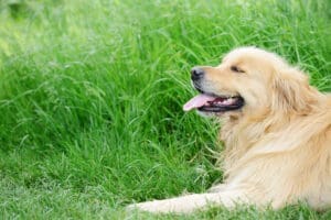 Creating a Pawsitively Perfect Dog-Friendly Garden: Tips for a Safe and Stimulating Outdoor Haven 