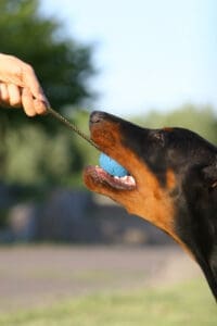 Mastering Doggy Playdates: A Guide to Successful Canine Socialization